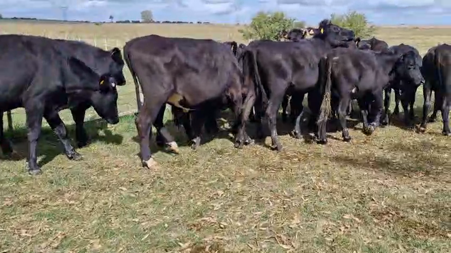 Lote 14 Novillos a remate en Pantalla Camy, San José