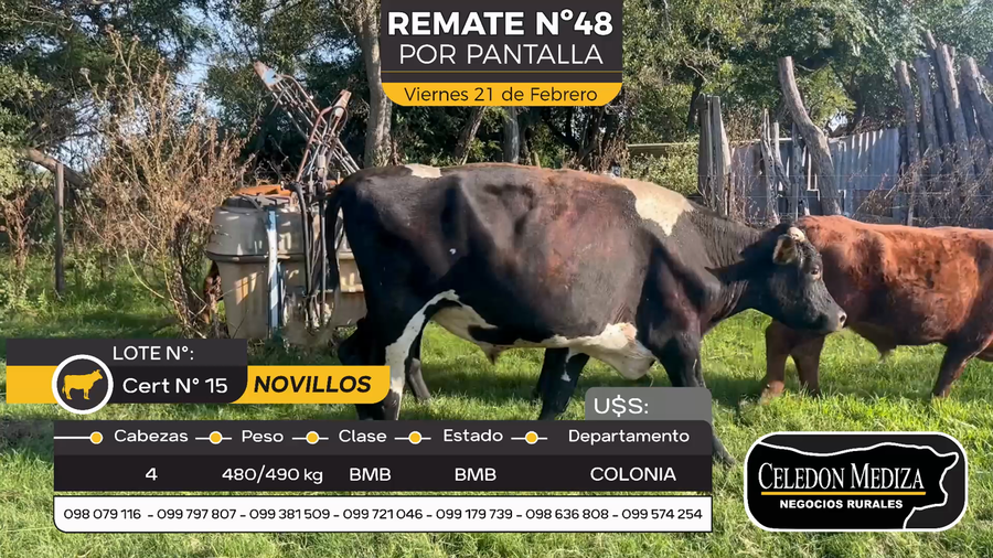 Lote 4 Novillos en Otra Localidad, Colonia