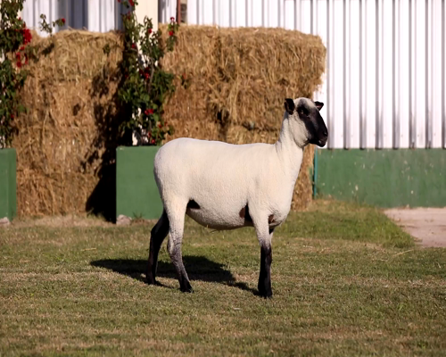 Lote Borregas a remate en Cabaña Las Brujas, San José