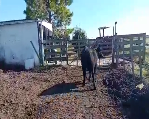Lote Toros ANGUS a remate en Entre Martillos en CO.FERNADEZ CRESPO