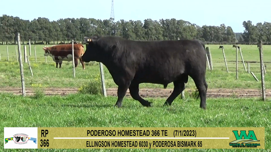 Lote Toros PI / PO / PC Angus a remate en Cabaña La Poderosa, Florida