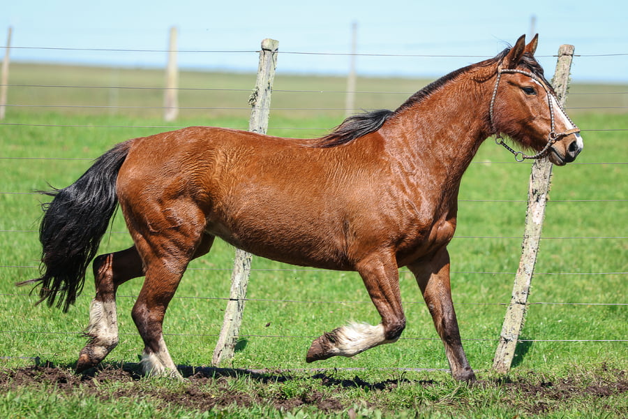 Lote SANTA INES CIFRA