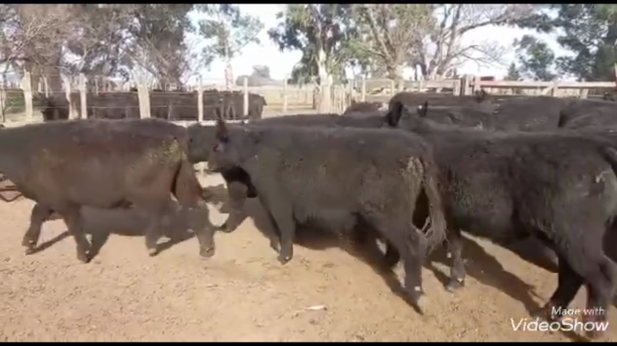 Lote 60 Terneros en Coronel Suarez, Buenos Aires