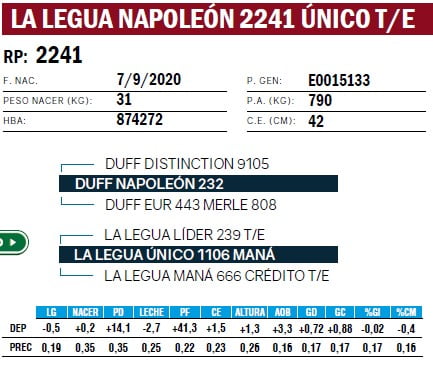 Lote TOROS ANGUS PURO DE PEDIGREE