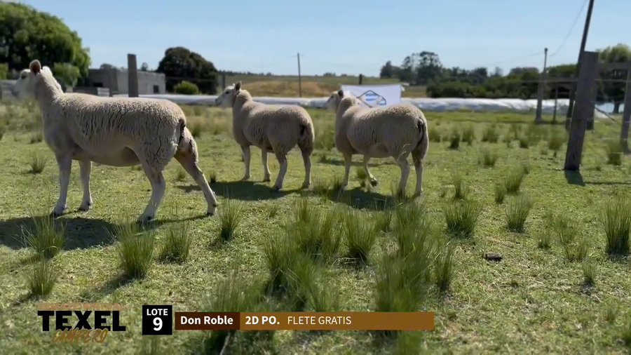 Lote 3 Corderas a remate en Segundo Remate - Texel Campero, Rivera