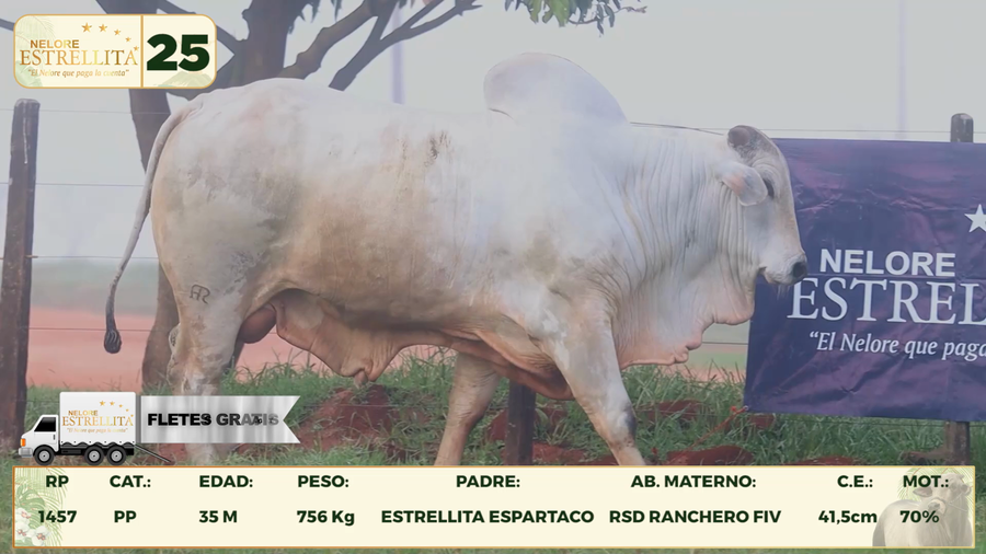 Lote LOTE 25