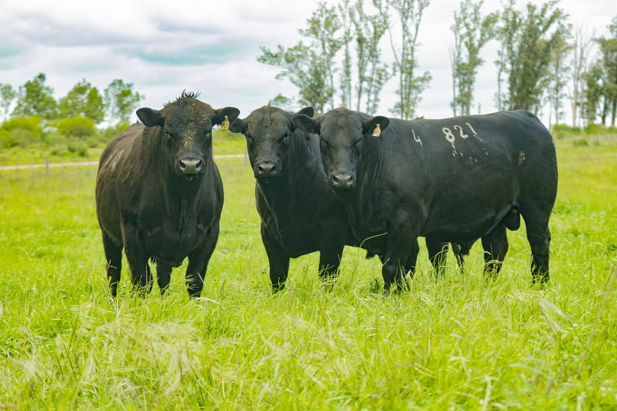 Lote Toros PI 2 AÑOS