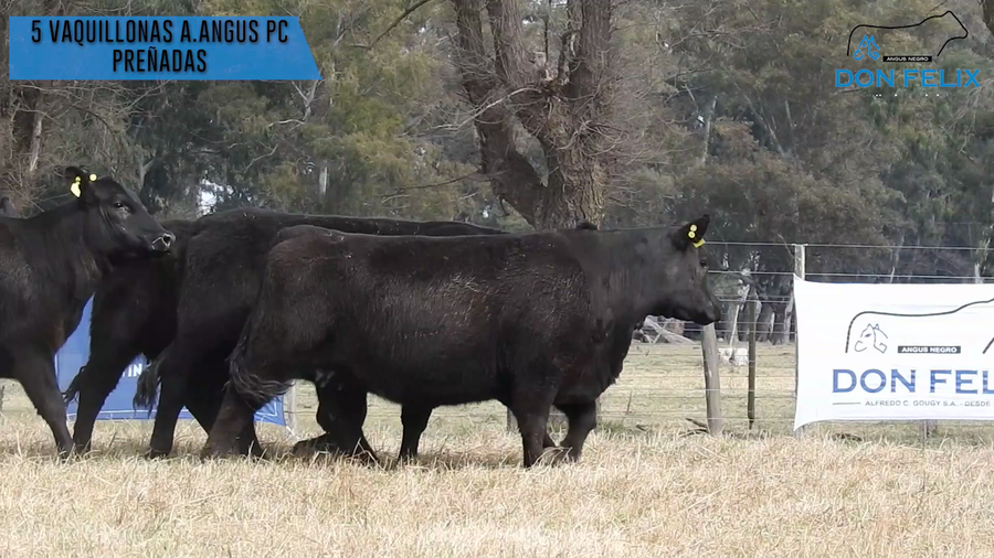 Lote "Cabaña ""Don Felix"" Vaquillonas PC"