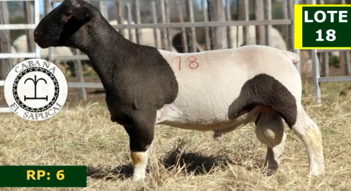 Lote OVINOS MACHOS 18