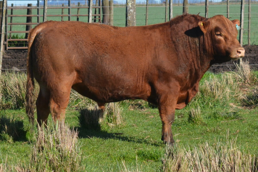 Lote Toros PC