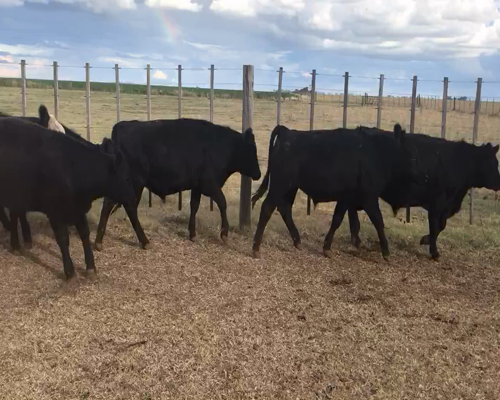 Lote 50 Novillitos en Espartillar, Buenos Aires