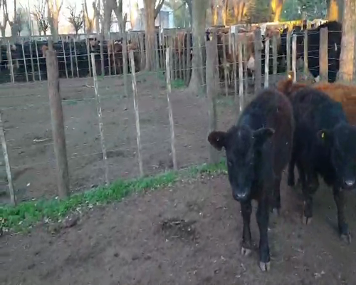 Lote 4 Terneros en Gral. Lamadrid, Buenos Aires