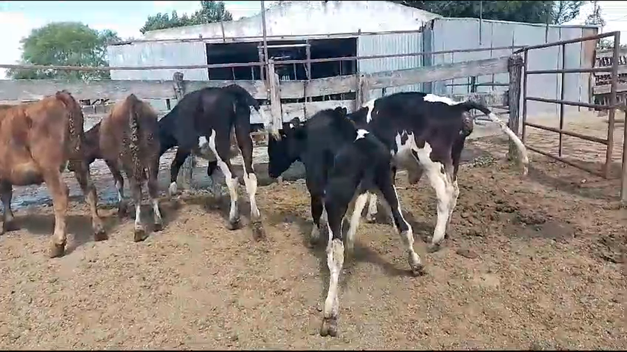 Lote terneros hol 5