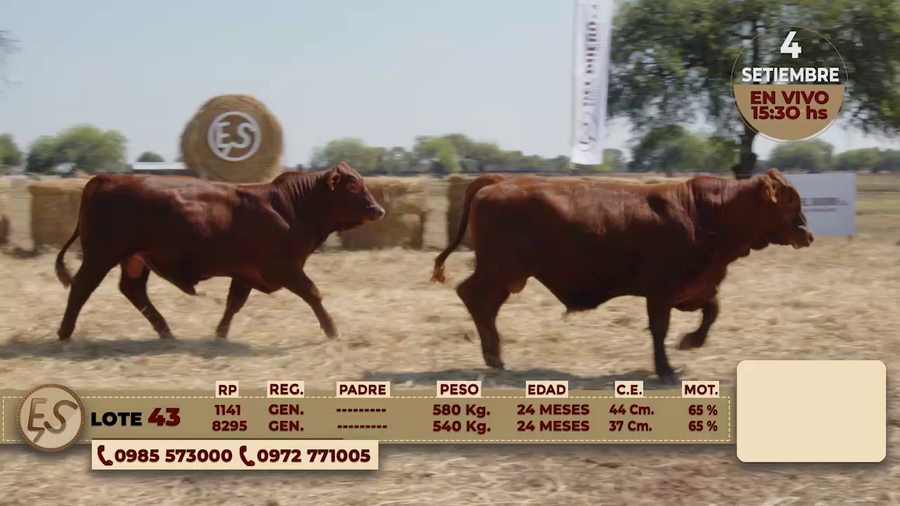 Lote TOROS