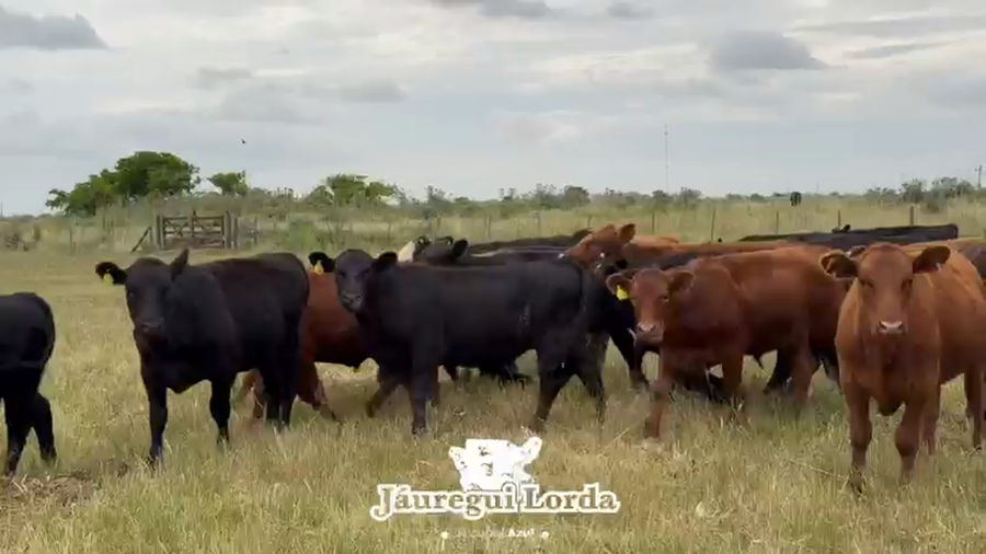 Lote 50 Novillitos y vaquillonas