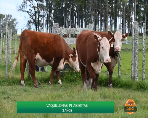 Lote VAQUILLONAS DE 2 AÑOS PI ABIERTAS