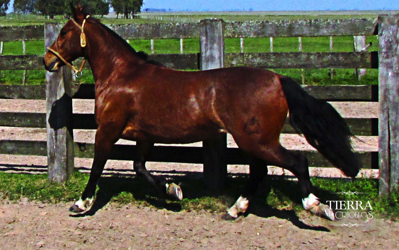 Lote Republica Santa Carmen