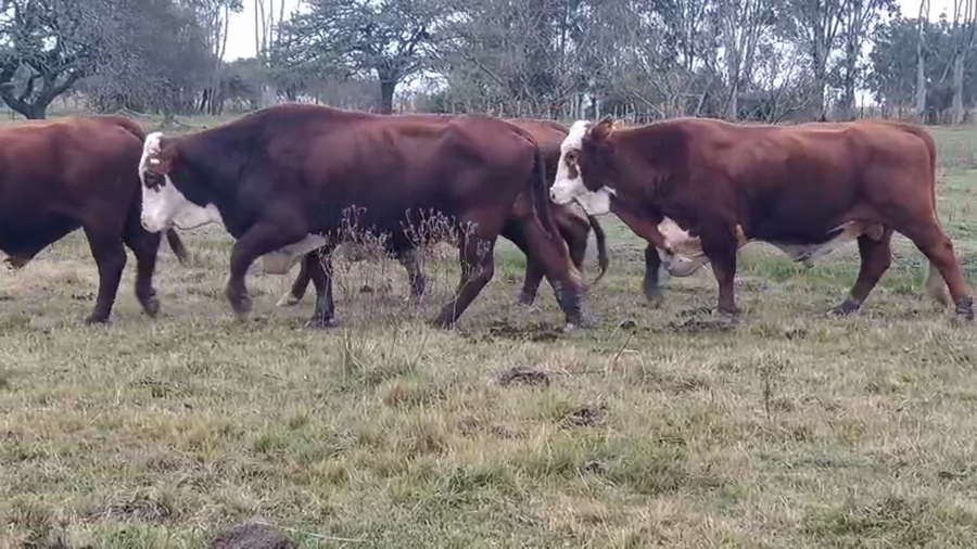 Lote 4 Toros en Corrientes, Curuzú-Cuatiá