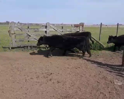 Lote 65 Terneros/as en Monte, Buenos Aires