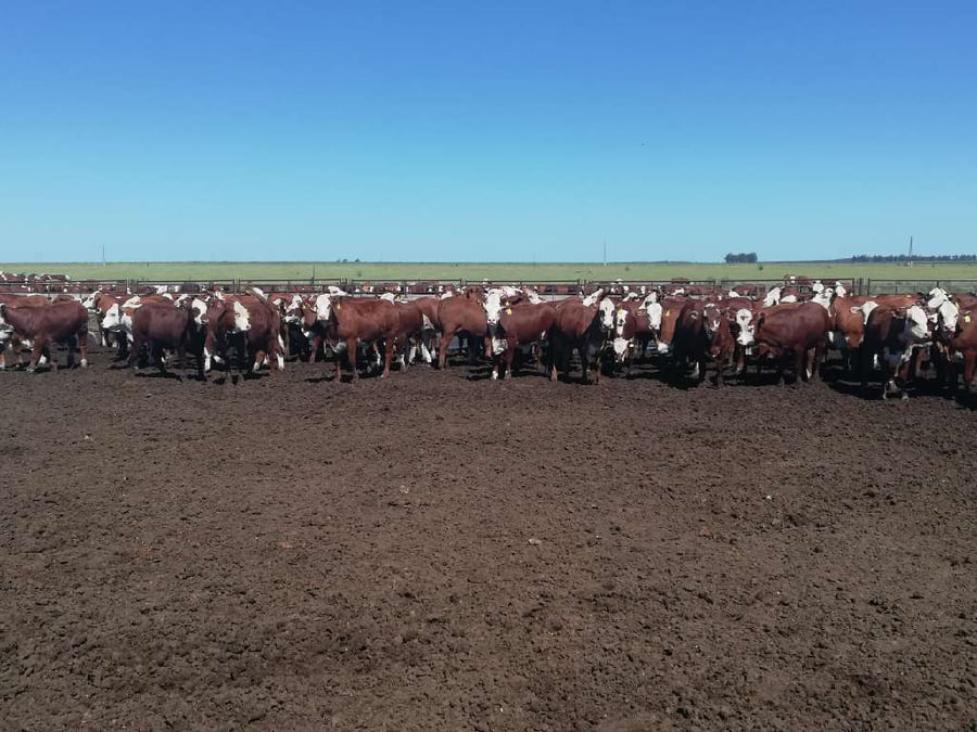 Lote 160 Vaquillonas en Entre Ríos, Concordia