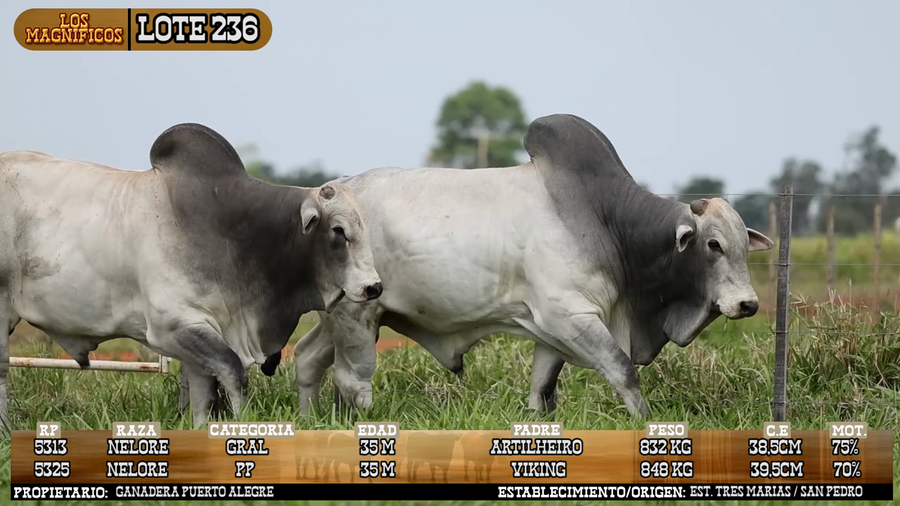 Lote LOTE 236 - VIVO