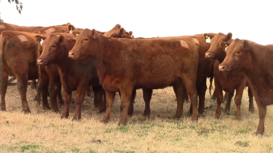 Lote VAQUILLONAS MAS PREÑADAS