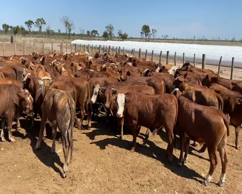 Lote 120 Novillitos en Bandera, Santiago del Estero