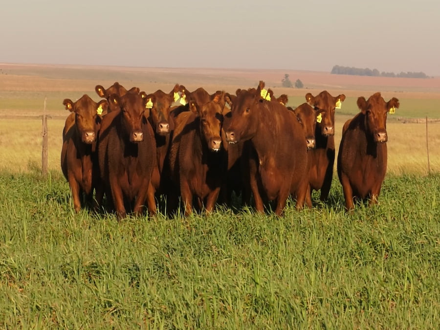 Lote VACAS A. ANGUS COLORADAS P. CONTROLADAS C/ GTIA DE PREÑEZ