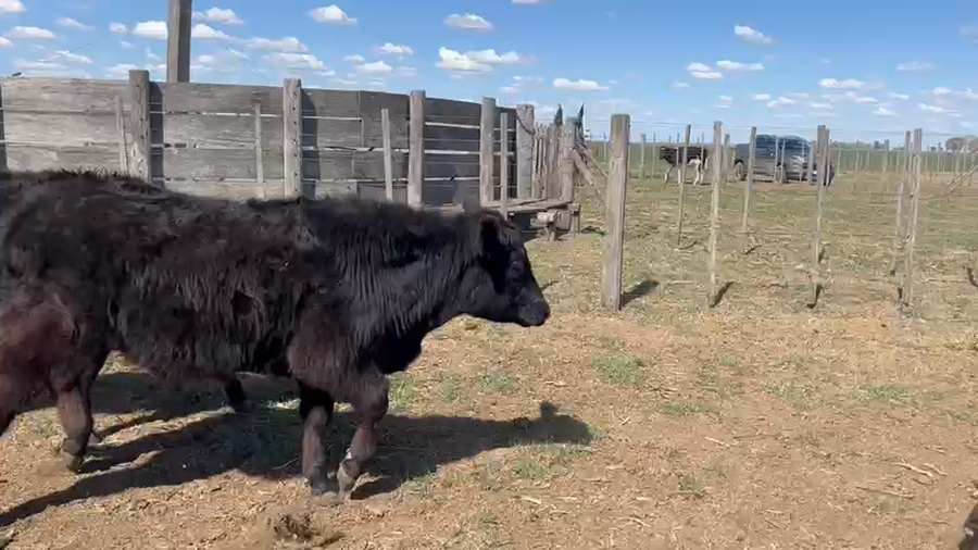 Lote Terneros/as en América, Buenos Aires