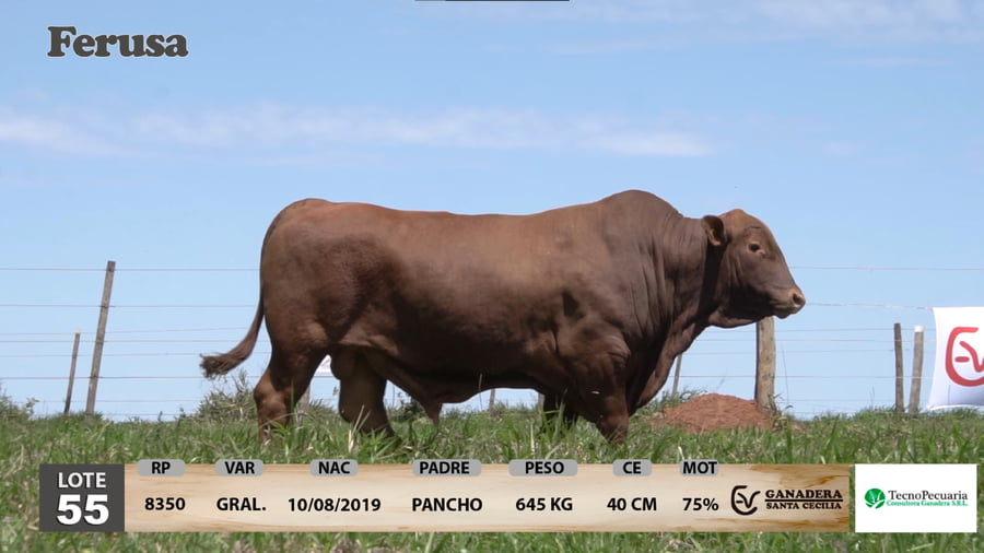 Lote Ganadera Santa Cecilia - Lote 55