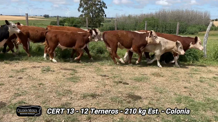 Lote 12 Terneros en Colonia