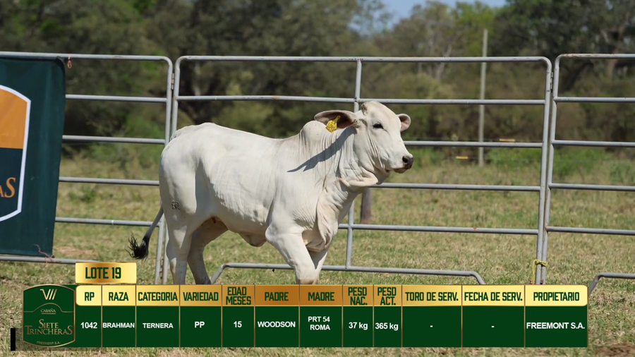 Lote LOTE 19