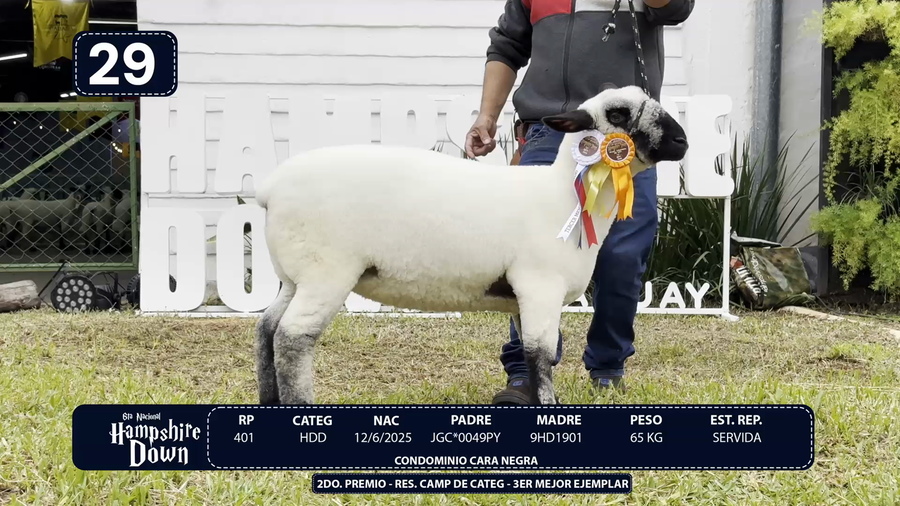 Lote LOTE 29