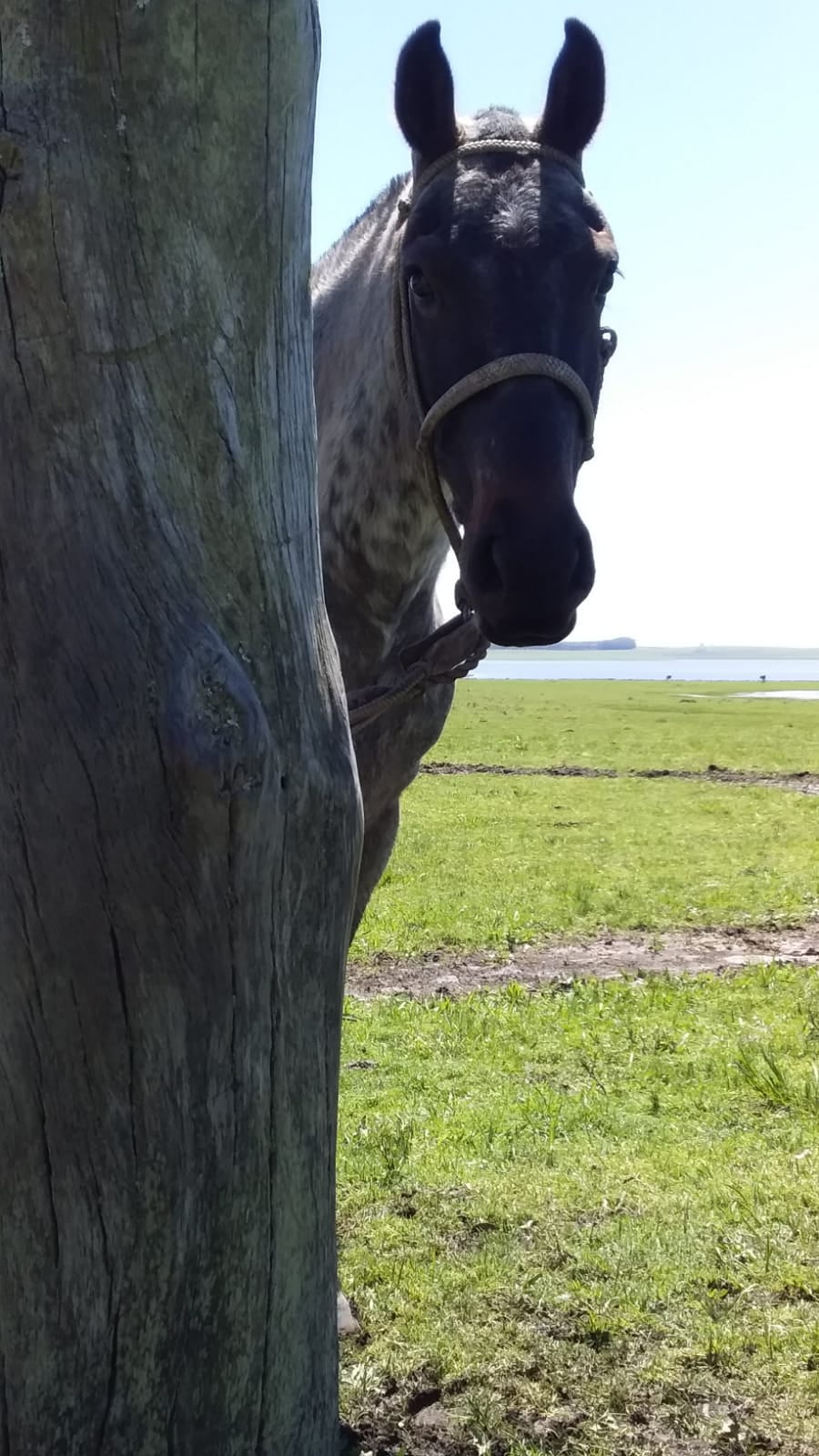 Lote Cabaña "Los Cencerros" - RP 429 - Onza