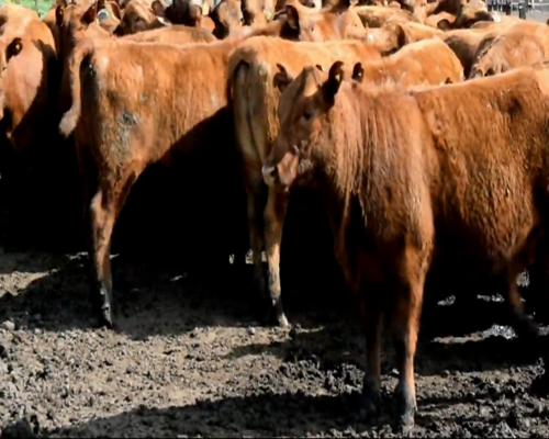 Lote VAQUILLONAS ANGUS COL. PARA ENTORAR