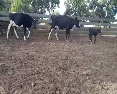 Lote (Vendido)2 Vaca HOLANDO a remate en Entre Martillos en CARRETA QUEMADA