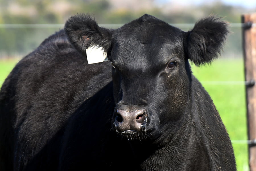 Lote RP 17680 y RP 17706 - VAQUILLONAS ELECCIÓN PP