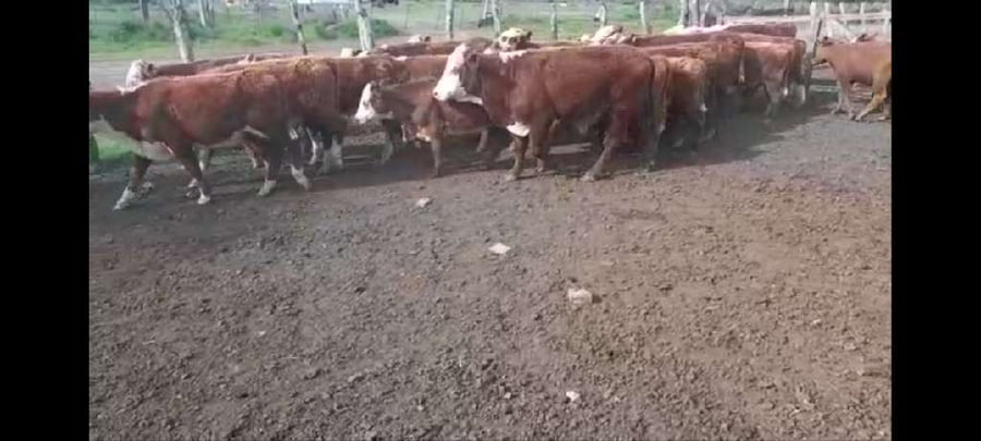 Lote 40 Terneros en Villaguay, Entre Ríos