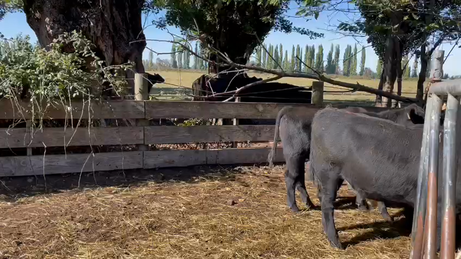 Lote 70 Ternero en Los Ángeles, VIII Región Biobío