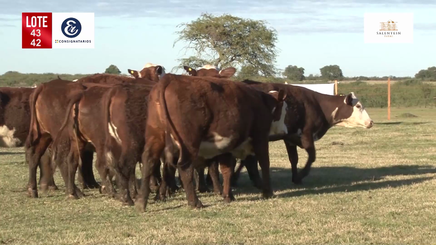 Lote Vaquillas Braford Generales-Preñadas IATF (17-12-2021) y Servicio Colectivo (27/12/21 al 05/02/22)