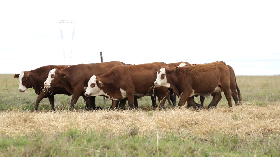 Lote Vaquillas señal 3 preñadas de otoño REMATE AGOSTO 2026