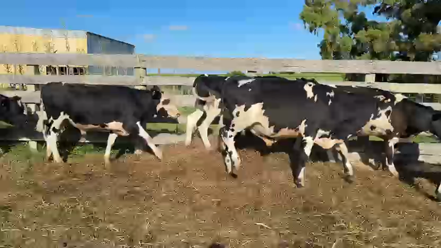 Lote NOVILLOS 1 a 2 AÑOS