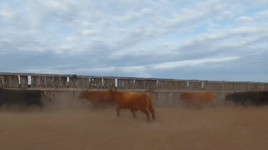 Lote 110 Terneros en Gualeguay, Entre Ríos