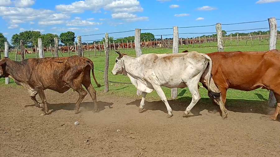Lote 70 Vacas usadas paridas