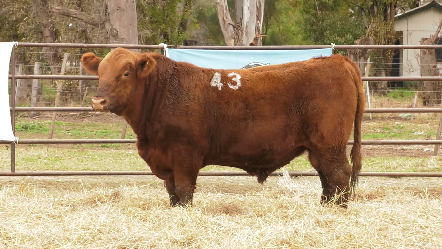 Lote TOROS ANGUS COLORADOS  PC