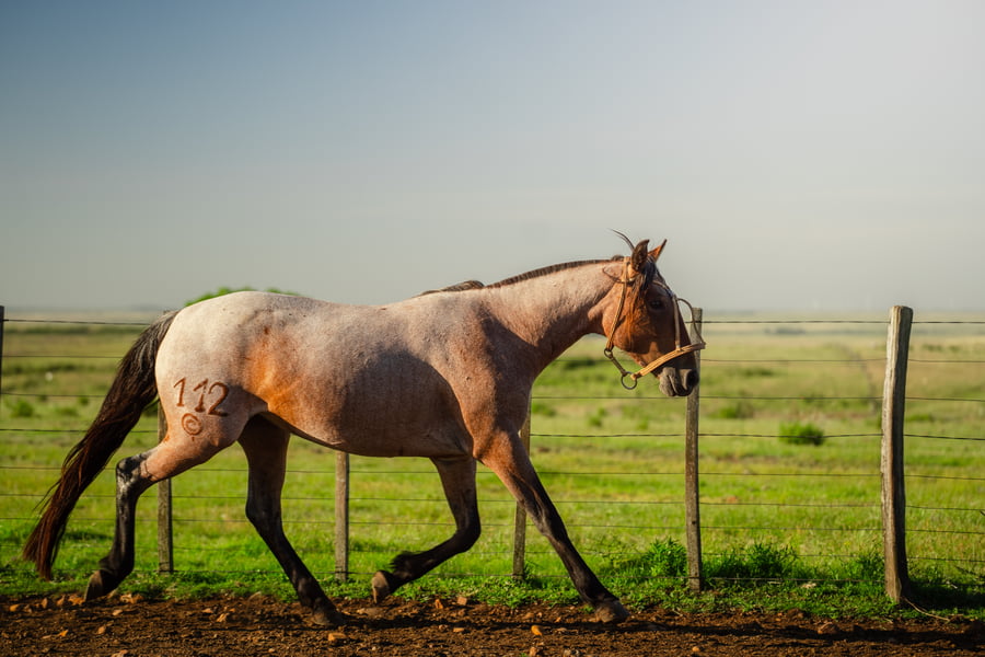 Lote CARMELA LOS CERROS