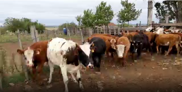 Lote 19 Terneras en San José