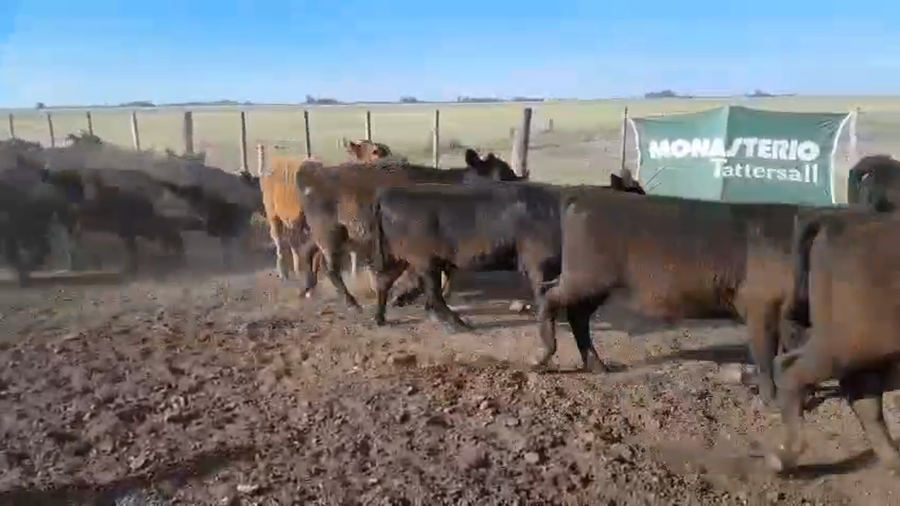 Lote 35 Terneros/as en Arboledas