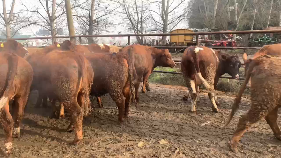 Lote 19 Vaquilla Gorda en Linares, VII  Región Maule