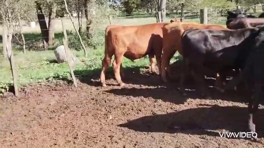 Lote 59 Novillitos
